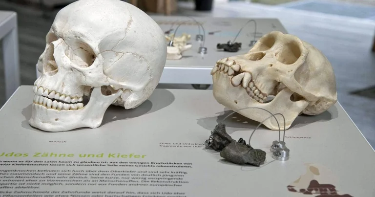 Molassic Park in München: Urzeit-Ausstellung am 30. Juli