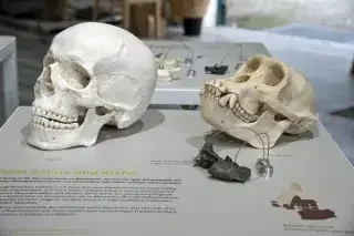 Molassic Park in München: Urzeit-Ausstellung am 30. Juli
