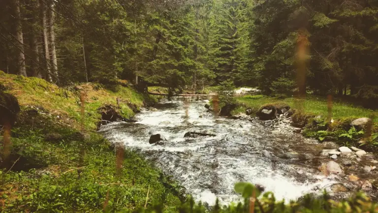 Ein idyllischer, sprudelnder Bach inmitten eines dichten, grünen Nadelwaldes in Deutschland.