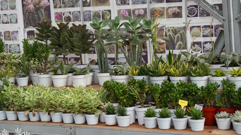 Vielfältige Sukkulenten und Kakteen in Töpfen zur Präsentation im Botanischen Garten in München.