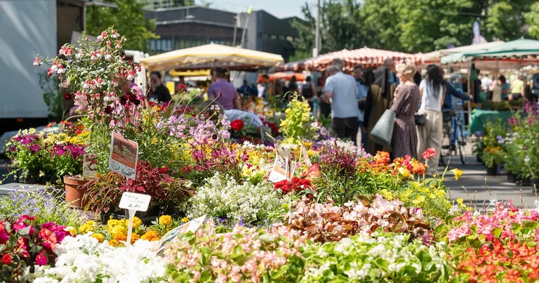 Wochenmarkt Höchst: Drei Vormittage für Genießer