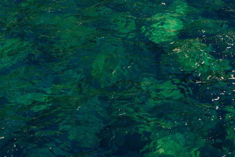 Blaualgen im Aasee: Stadt Münster warnt vor Kontakt mit Wasser