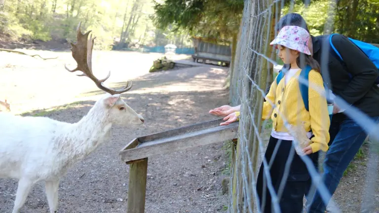Ferienfreizeit im Wildpark: Was Eltern in Saarbrücken zahlen