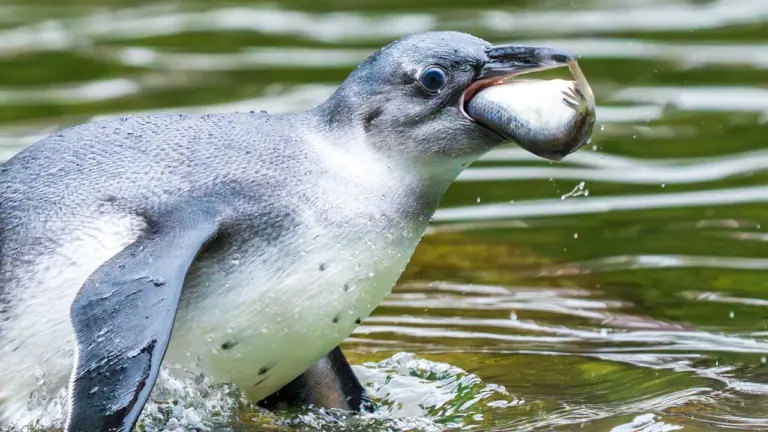 Pinguinfütterung in Saarbrücken: täglich ab 30. August