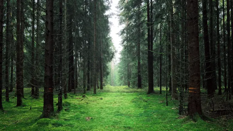 „Rettet unseren Wald!“: Gratis-Escape-Spiel in Regensburg: what residents need to know