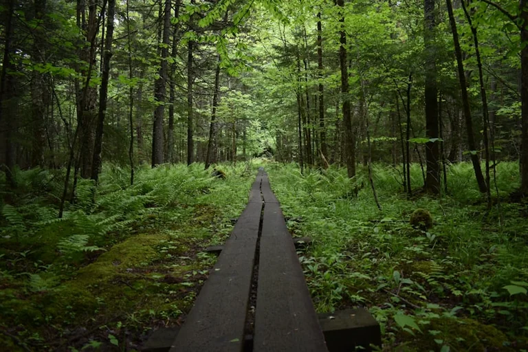 „Rettet unseren Wald!“: Gratis-Escape-Spiel in Regensburg: what residents need to know
