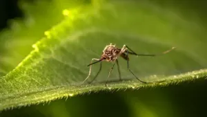 Nahaufnahme einer Asiatischen Tigermücke, die auf einem grünen Gartenblatt sitzt.