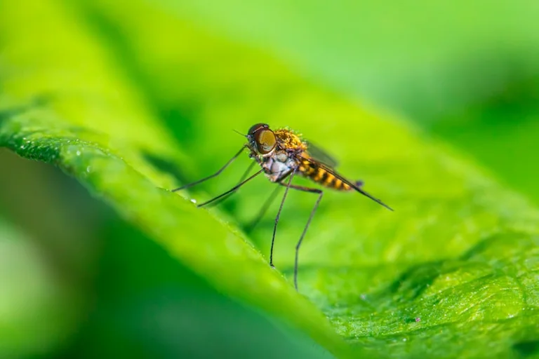Tigermücken in Heidelberg: So schützen Sie jetzt Ihren Garten
