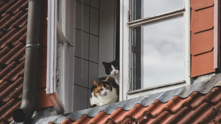 Weltkatzentag: Sommercheck für Wohnung und Freigang