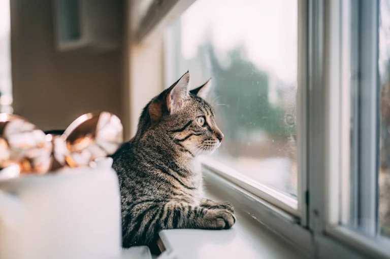 Weltkatzentag: Sommercheck für Wohnung und Freigang