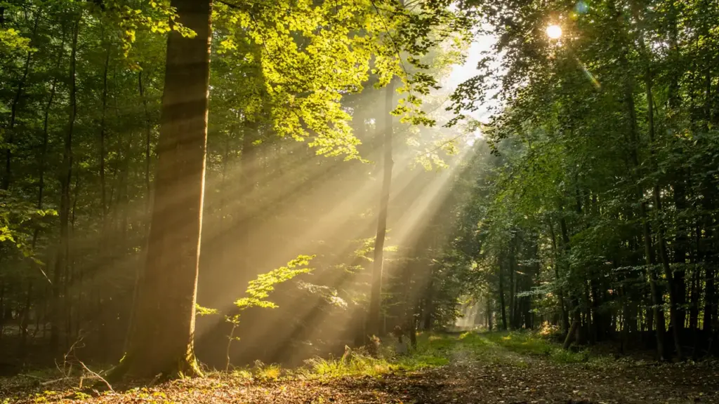 Sonnenstrahlen fallen an einem frühen Morgen durch die Blätter eines deutschen Waldes.