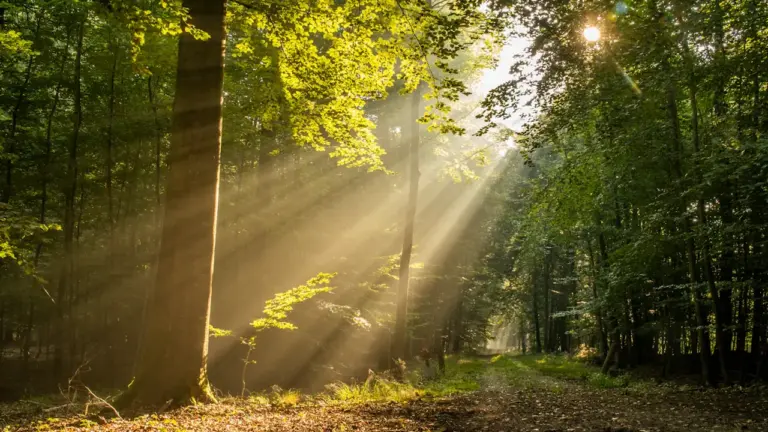 Zirkadianer Rhythmus: Morgenlicht für mehr Fokus