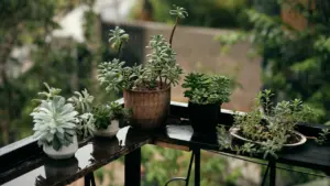 Balkon im Herbst: Pflanzen und Gebäude richtig schützen