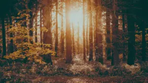 Die Herbstsonne scheint durch die Bäume eines Waldes in Deutschland.
