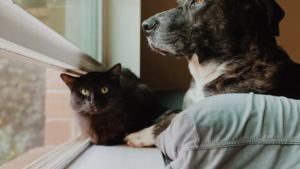 Ein Hund und eine Katze schauen gemeinsam aus einem Fenster.