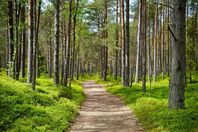 Im Traum durch einen Wald gehen: Die Stimmung zählt